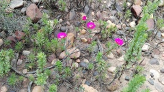 Lampranthus mutans