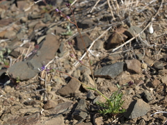 Gilia transmontana