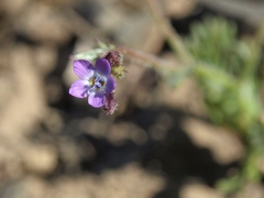 Gilia transmontana