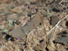 Gilia transmontana