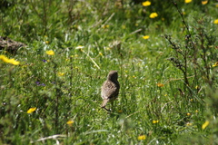 Prunella rubeculoides