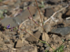 Gilia transmontana