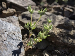 Stylocline psilocarphoides