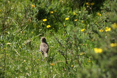 Prunella rubeculoides