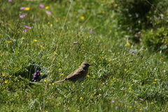 Prunella rubeculoides