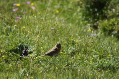 Prunella rubeculoides