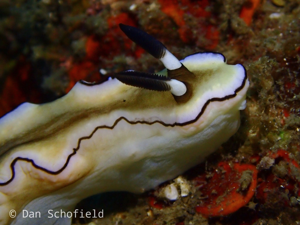 Black-margined Nudibranch