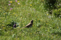 Prunella rubeculoides