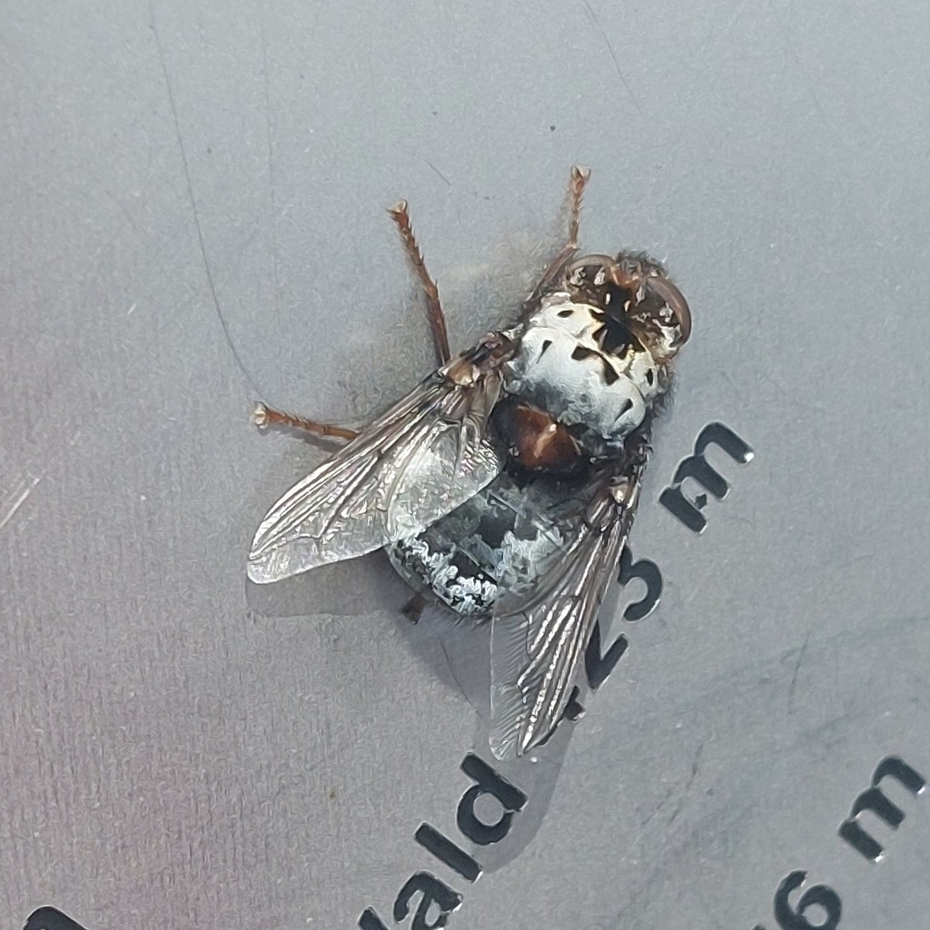 Deer Throat Bot Fly