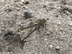 Gomphus schneiderii