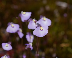 Utricularia grampiana