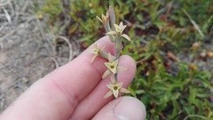 Dipcadi brevifolium