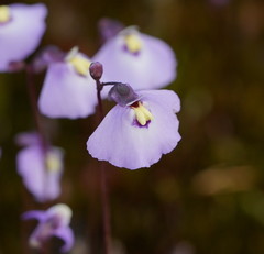Utricularia grampiana