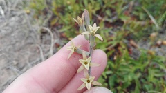 Dipcadi brevifolium