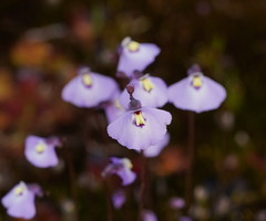Utricularia grampiana