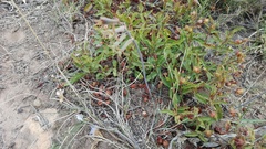 Dipcadi brevifolium