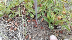 Dipcadi brevifolium