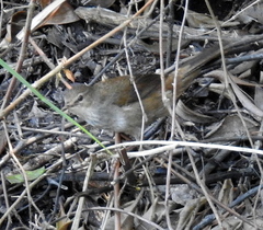 Bradypterus baboecala