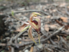 Caladenia tessellata