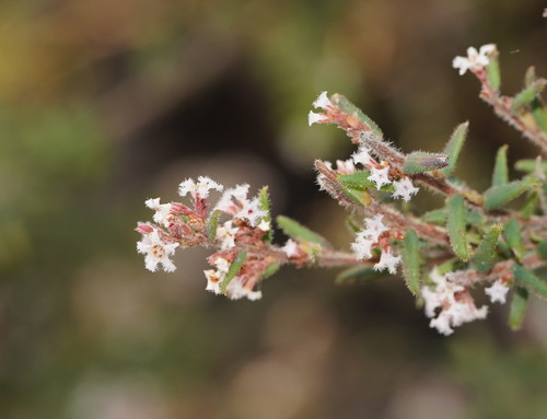 Leucopogon thymifolius Lindl. ex Benth.