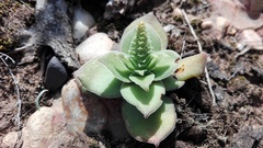 Crassula capitella capitella