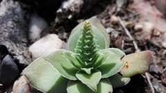 Crassula capitella capitella