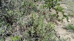 Crassula mollis
