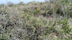 Crassula mollis