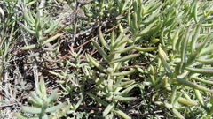 Crassula mollis