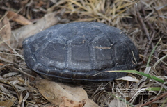 Kinosternon hirtipes