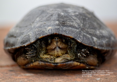 Kinosternon hirtipes