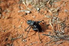 Acanthoplus discoidalis