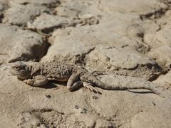 Phrynocephalus helioscopus