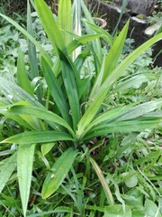 Pandanus amaryllifolius