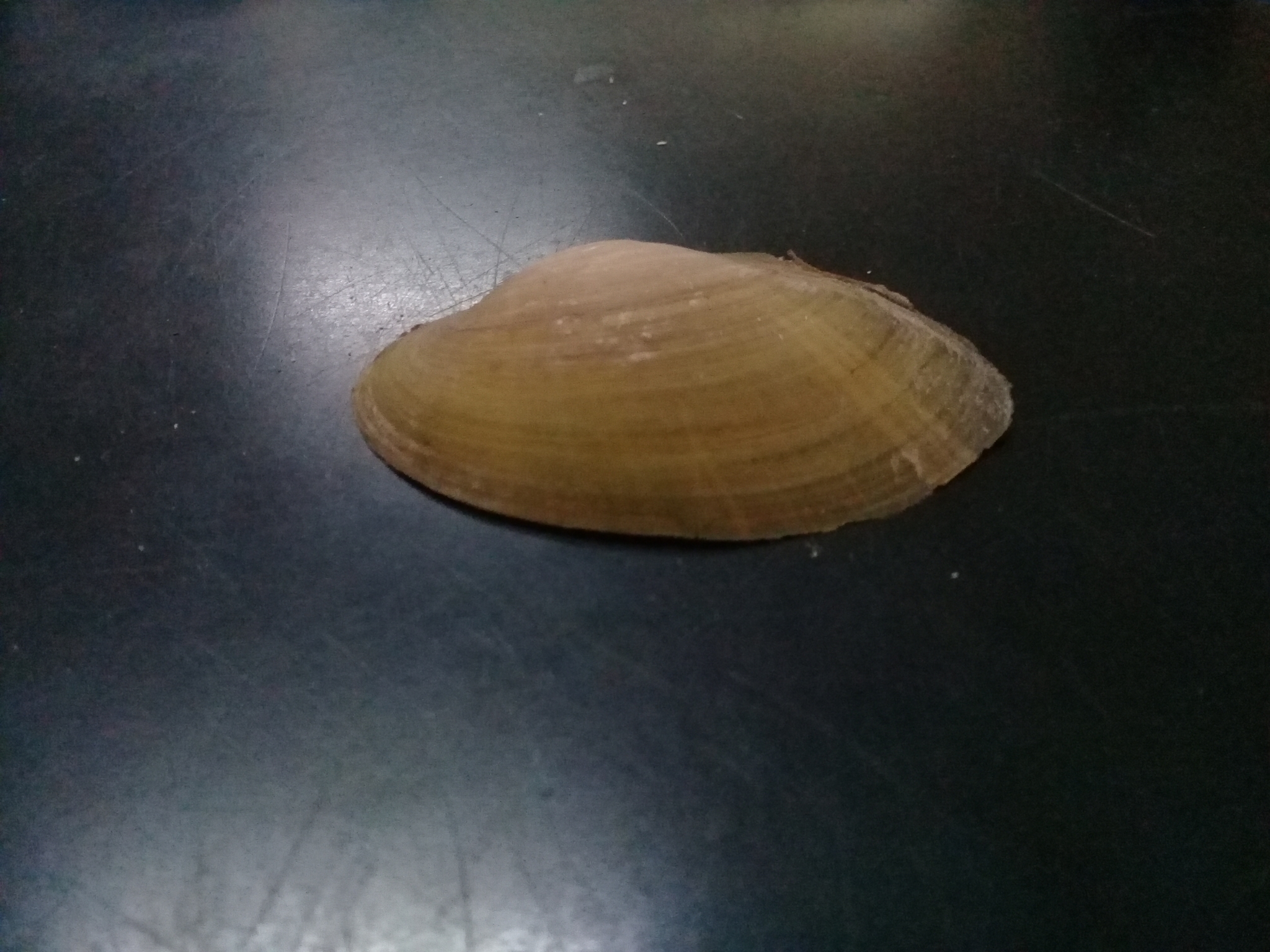 Lens