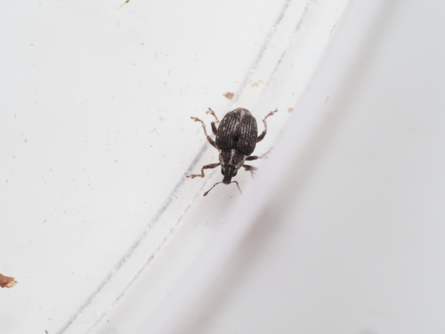 Pelenomus canaliculatus