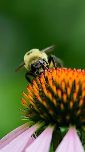 Brown-belted Bumble Bee photographed in Iowa