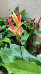 Heliconia psittacorum