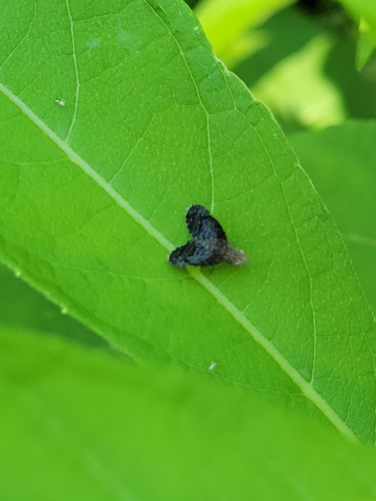 Eutreta rotundipennis