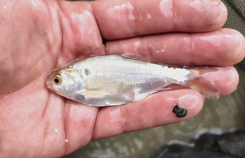 Dorosoma cepedianum