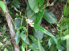 Tadehagi triquetrum