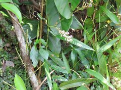 Tadehagi triquetrum