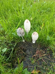 Coprinus comatus
