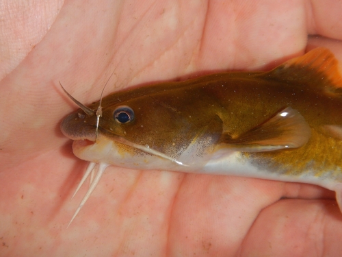 Noturus flavus