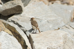 Pseudopodoces humilis