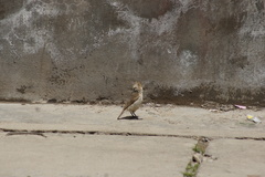 Pseudopodoces humilis