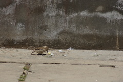 Pseudopodoces humilis