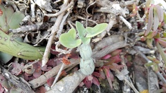 Baculellum articulatum
