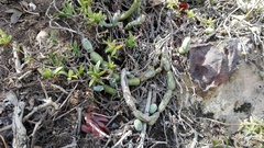 Baculellum articulatum
