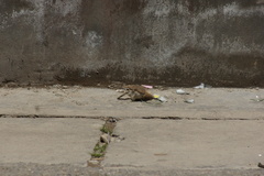 Pseudopodoces humilis